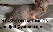 Beautiful Red Sphynx kittens for pet homes only